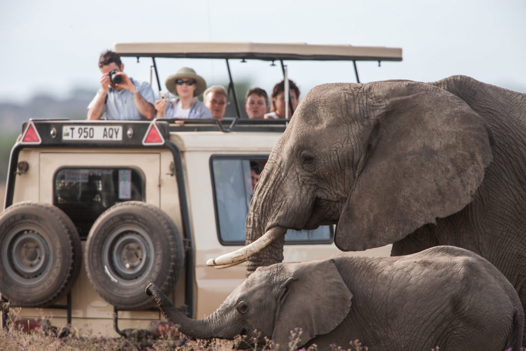 Visita il safari in Sud Africa